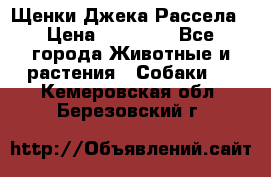 Щенки Джека Рассела › Цена ­ 10 000 - Все города Животные и растения » Собаки   . Кемеровская обл.,Березовский г.